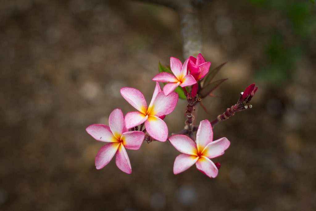 আমায় ডাকিছে তারা