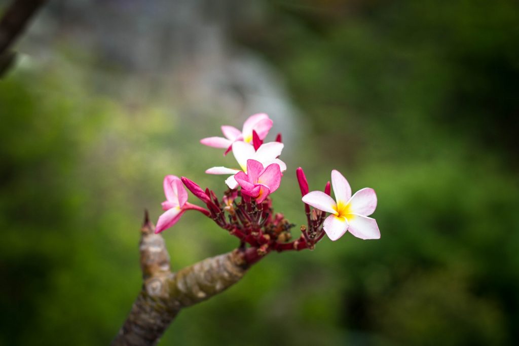 স্নিগ্ধ কাঠগোলাপ